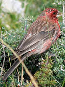 Streaked Rosefinch