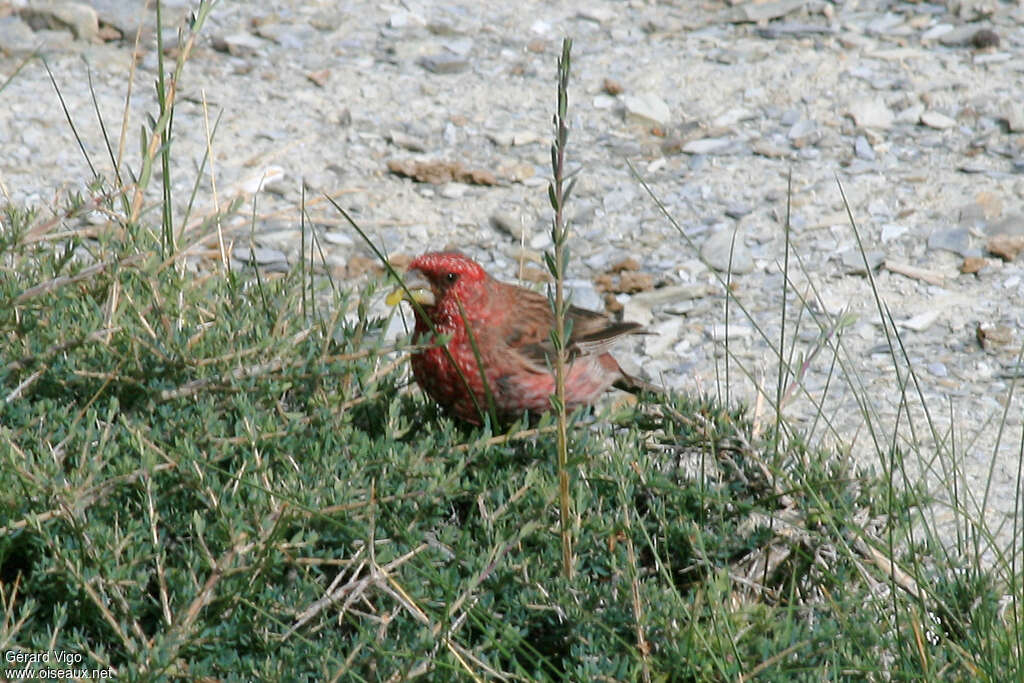 Streaked Rosefinch male adult