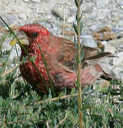 Streaked Rosefinch