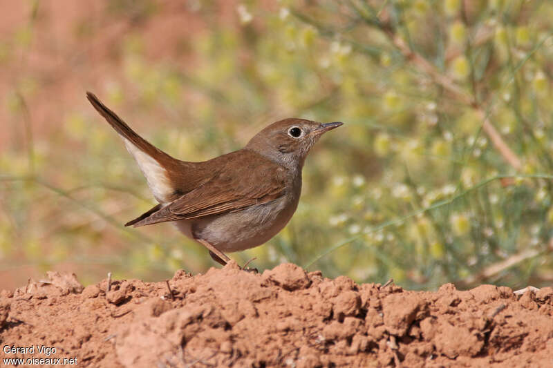 Common Nightingaleadult post breeding, identification, Behaviour
