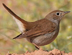 Common Nightingale