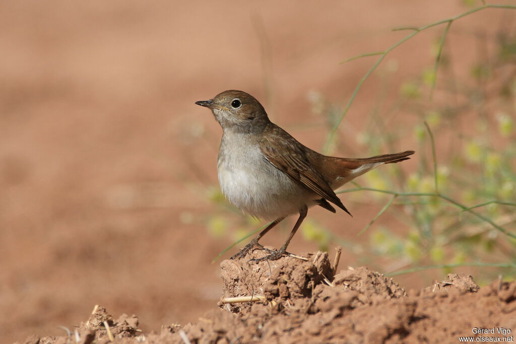 Common Nightingaleadult