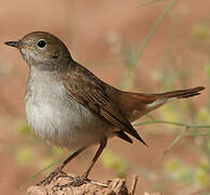 Common Nightingale