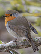 European Robin