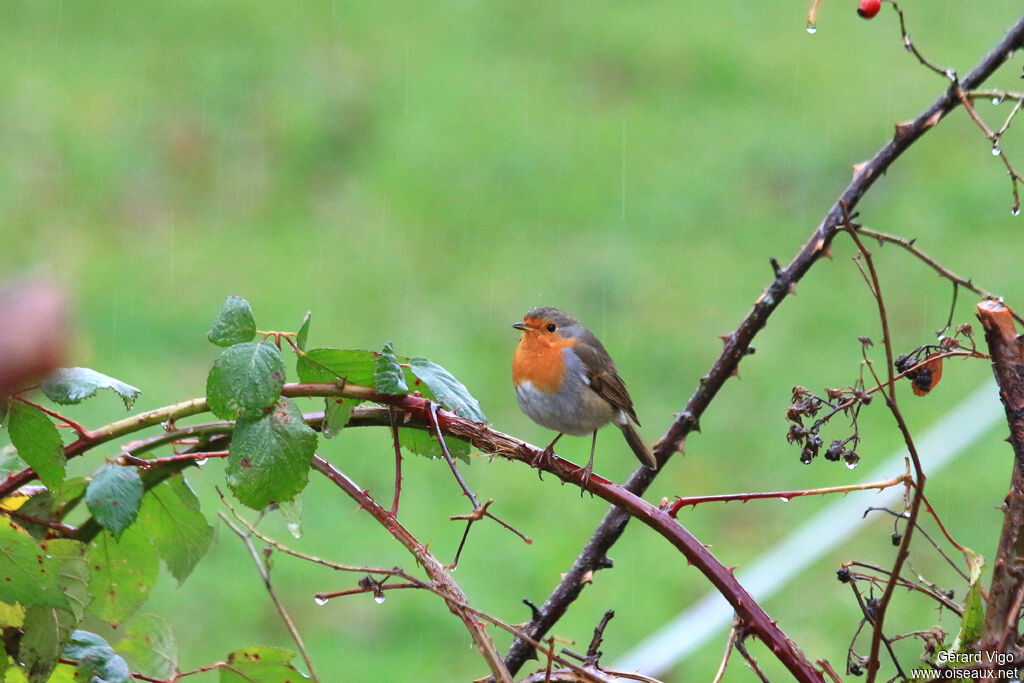 European Robinadult