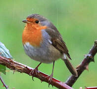 European Robin