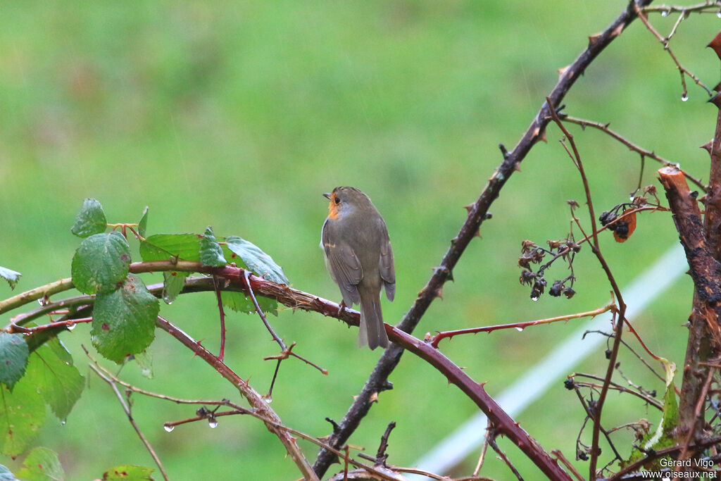 European Robinadult