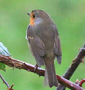 European Robin