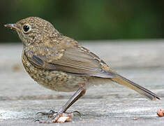 European Robin