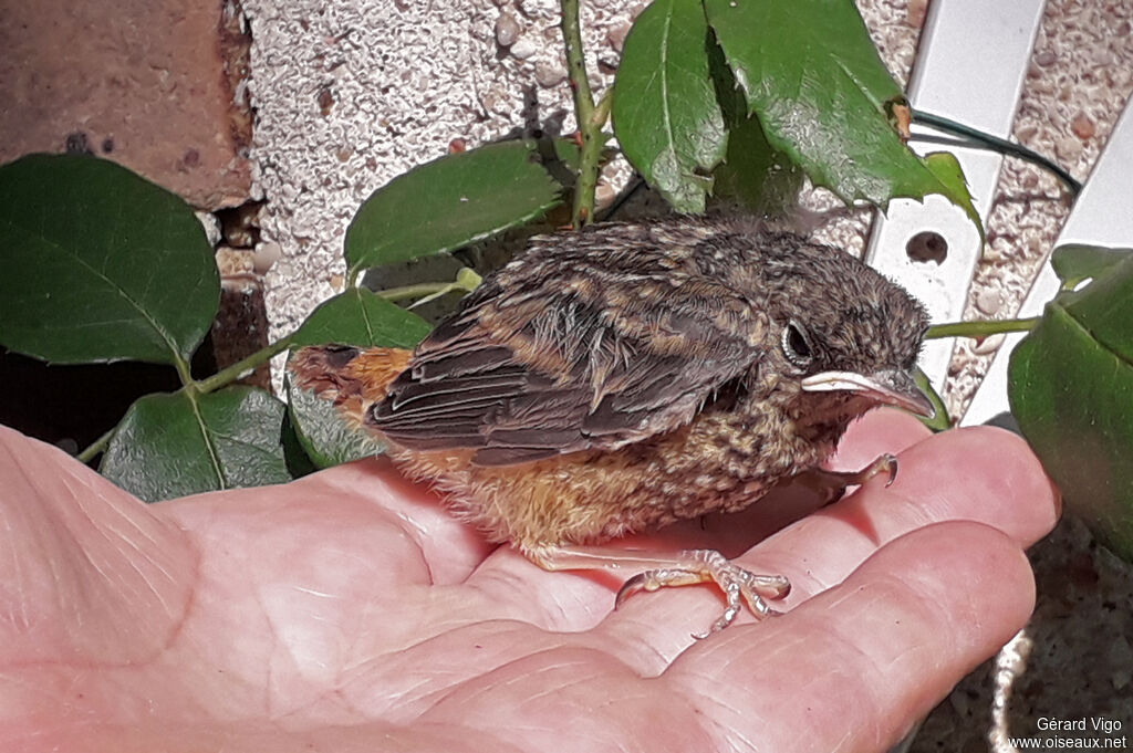 Common RedstartPoussin