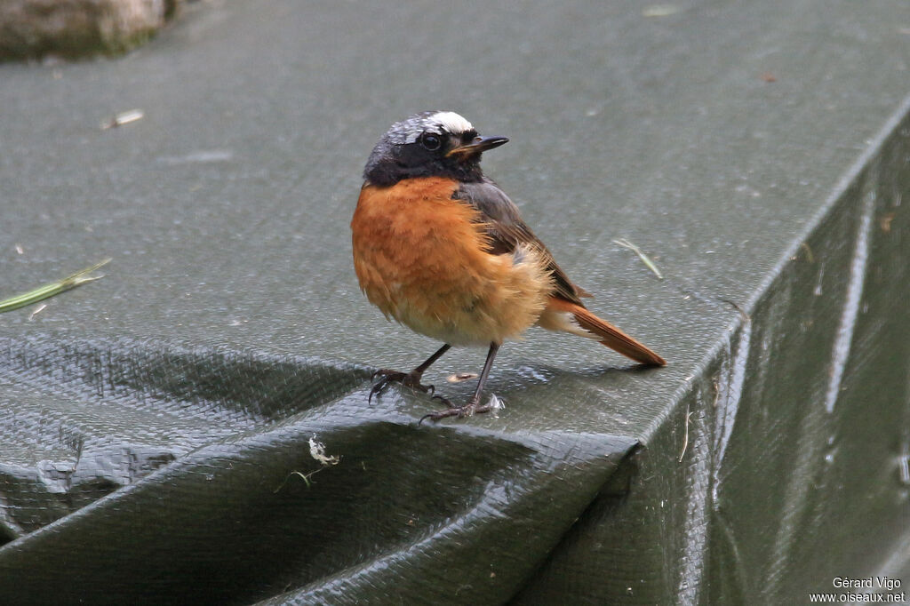 Common Redstart male