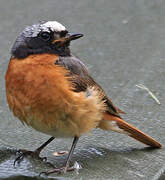 Common Redstart