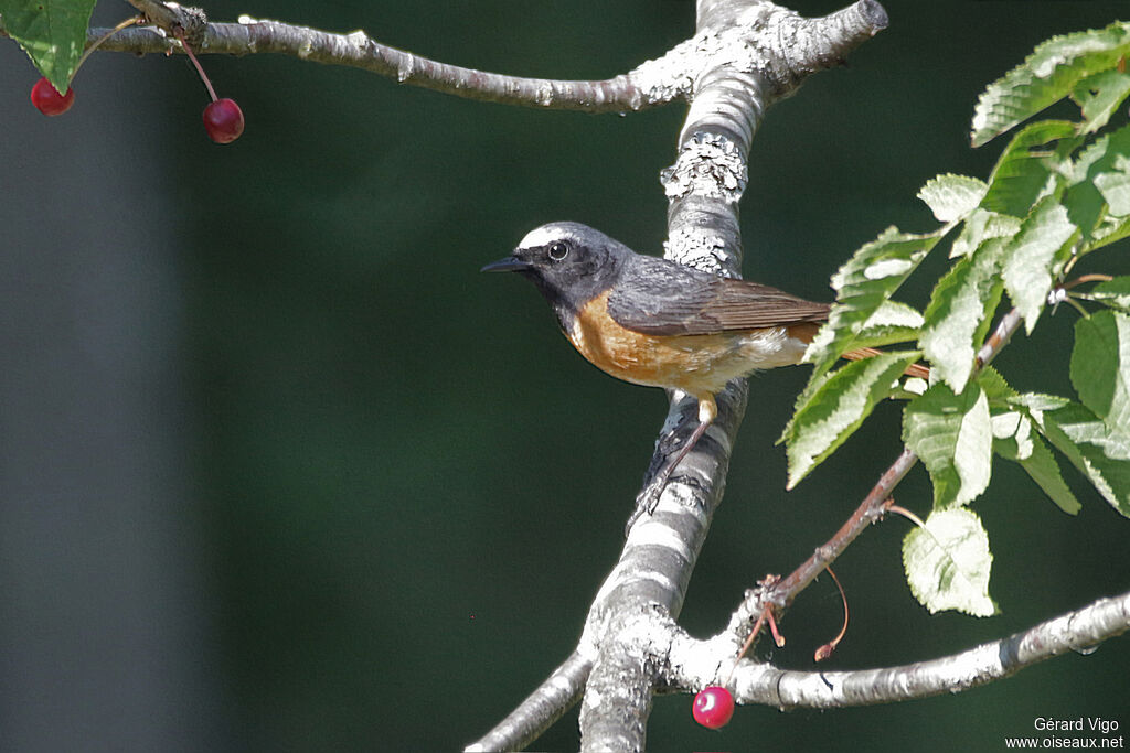 Common Redstart male