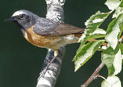 Common Redstart