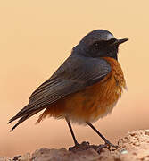 Common Redstart