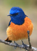 Blue-fronted Redstart