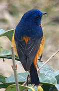 Blue-fronted Redstart