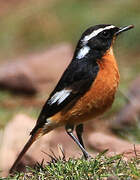 Moussier's Redstart