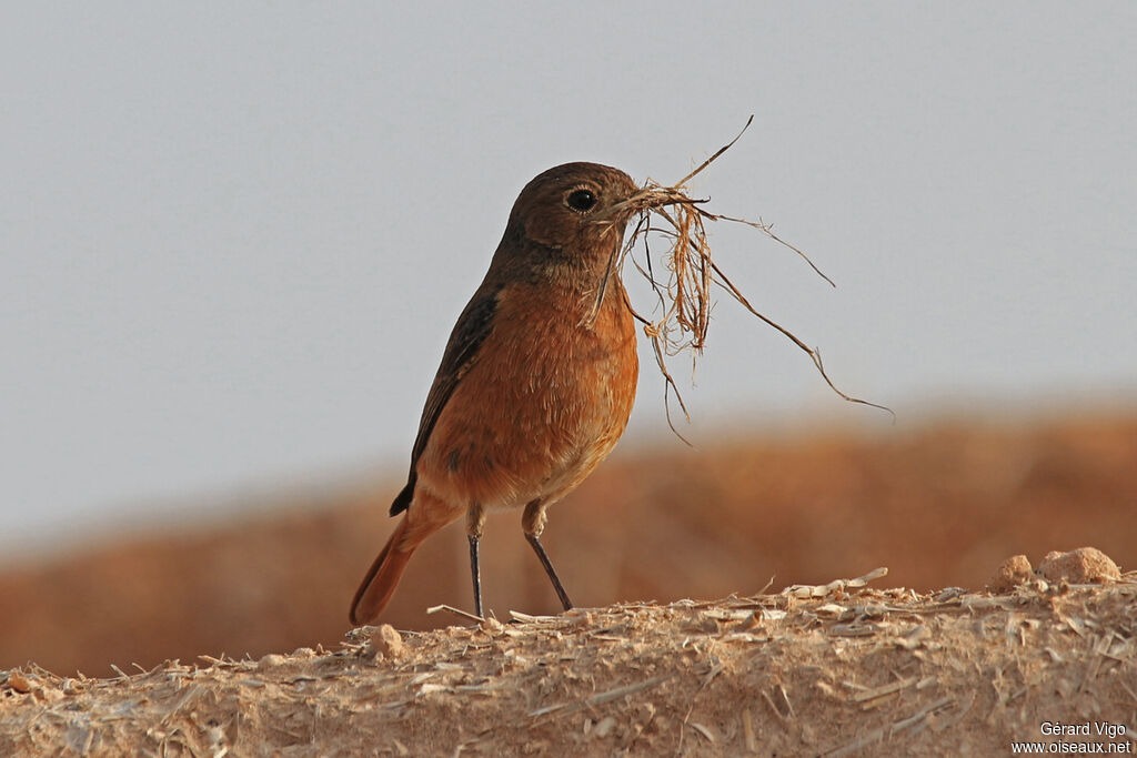 Moussier's Redstart female adult, Reproduction-nesting