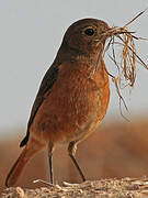 Moussier's Redstart