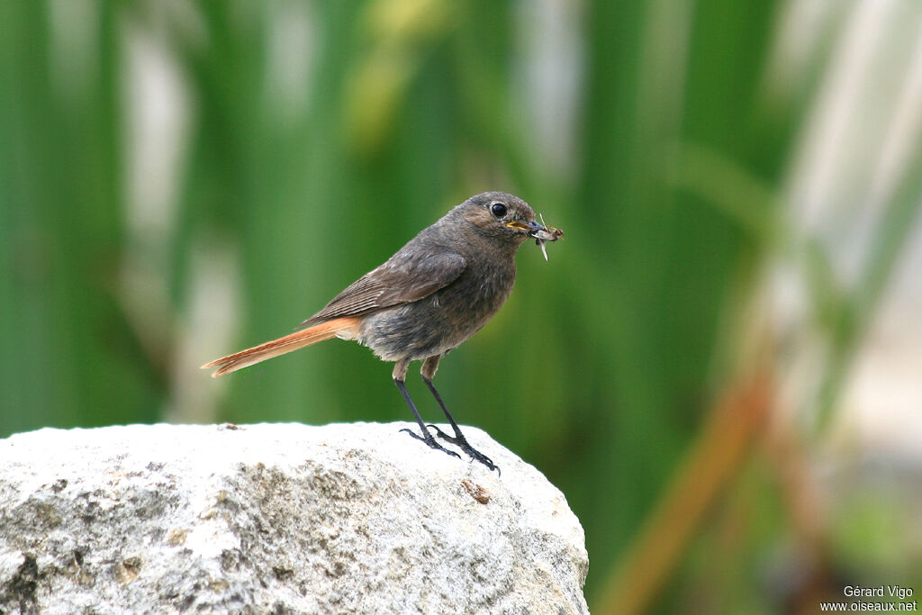 Black Redstart female adult