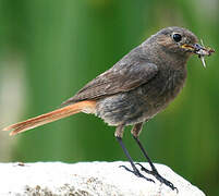 Black Redstart