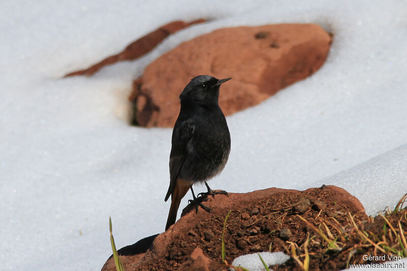 Black Redstart male adult