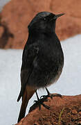 Black Redstart