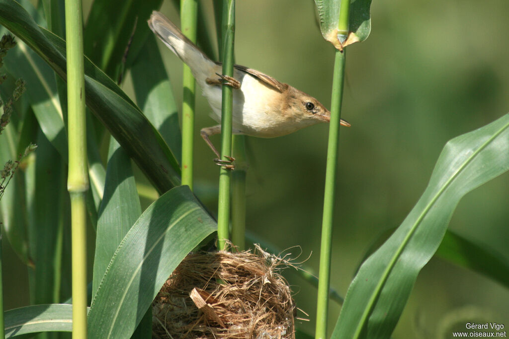 Common Reed Warbleradult