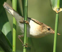 Eurasian Reed Warbler