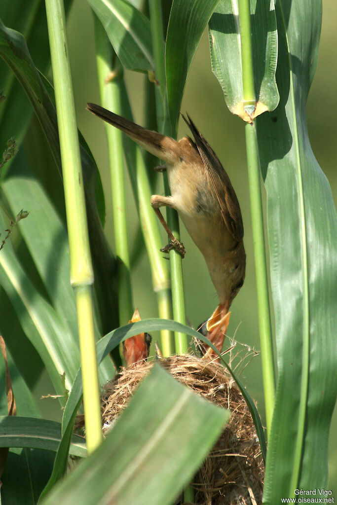 Common Reed Warbleradult