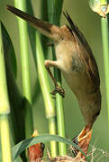 Eurasian Reed Warbler