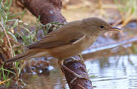Common Reed Warbler