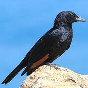 Tristram's Starling