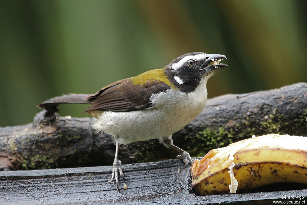 Saltator à ailes noiresadulte