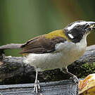 Saltator à ailes noires