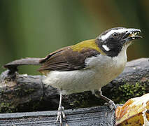 Black-winged Saltator