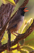 Black-throated Saltator