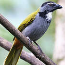 Saltator à tête noire