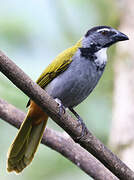 Black-headed Saltator