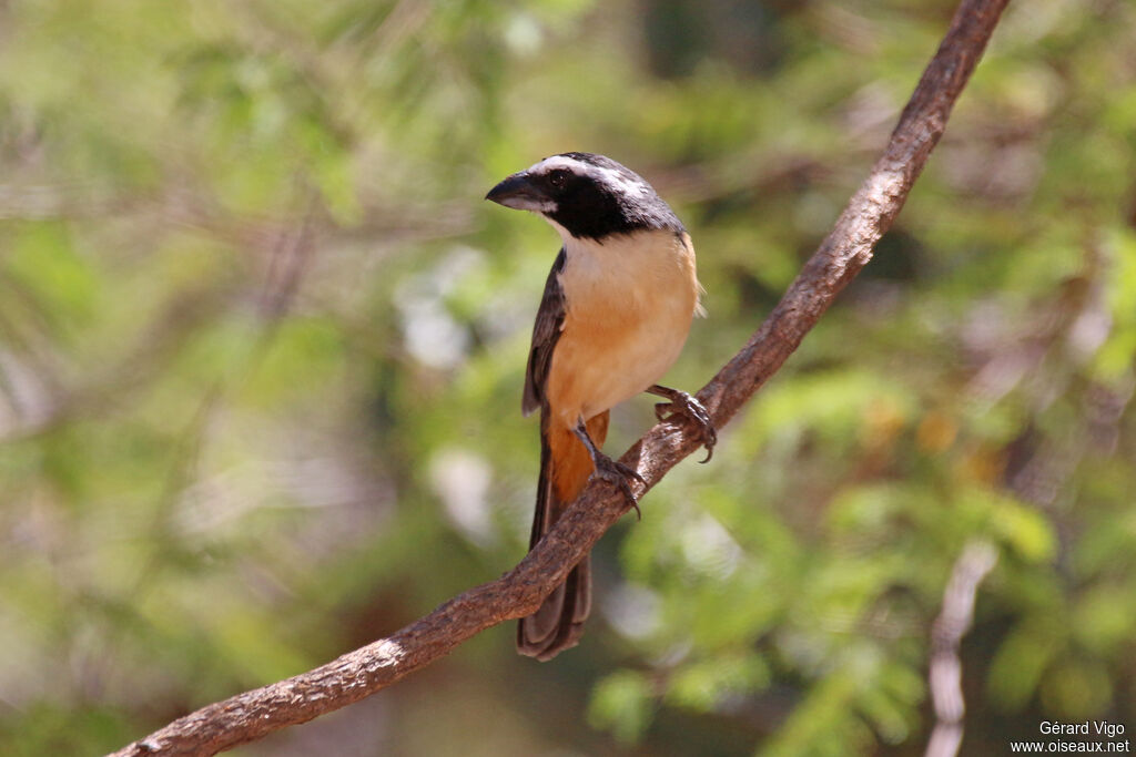 Orinoco Saltatoradult