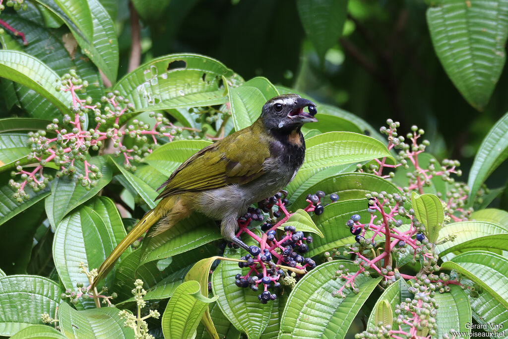 Buff-throated Saltatoradult