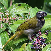 Buff-throated Saltator