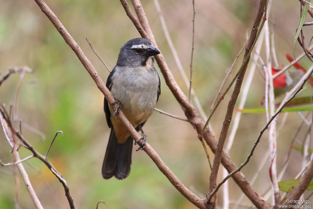 Greyish Saltatoradult