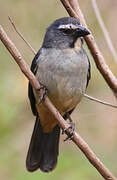 Bluish-grey Saltator