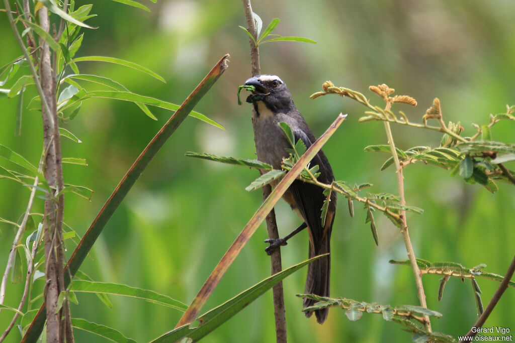 Bluish-grey Saltatoradult