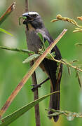 Bluish-grey Saltator