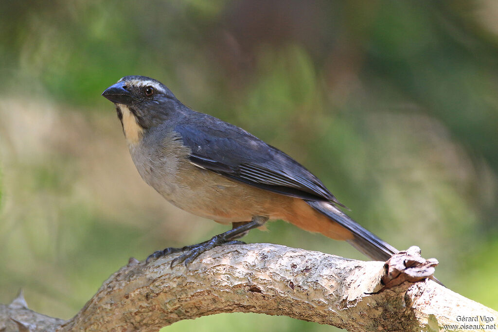 Greyish Saltatoradult