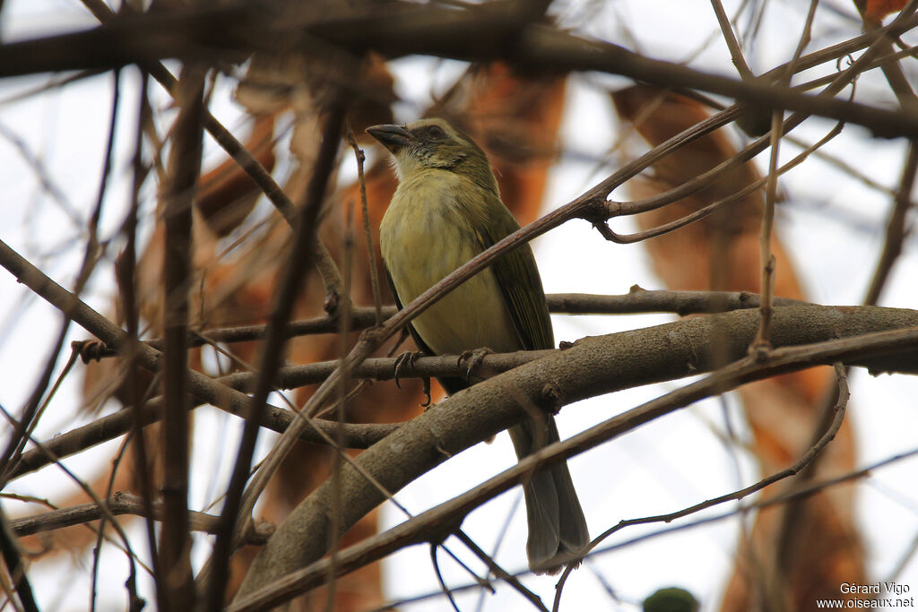 Saltator striéadulte