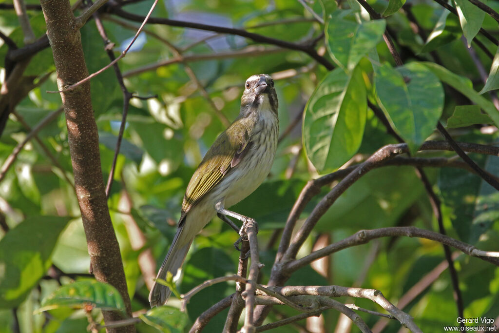 Streaked Saltatoradult